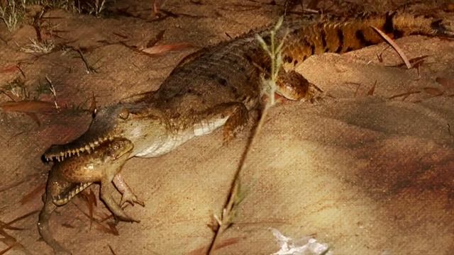 20 Amazing Underwater Zoo Animals That Will Blow Your Mind смотреть онлайн