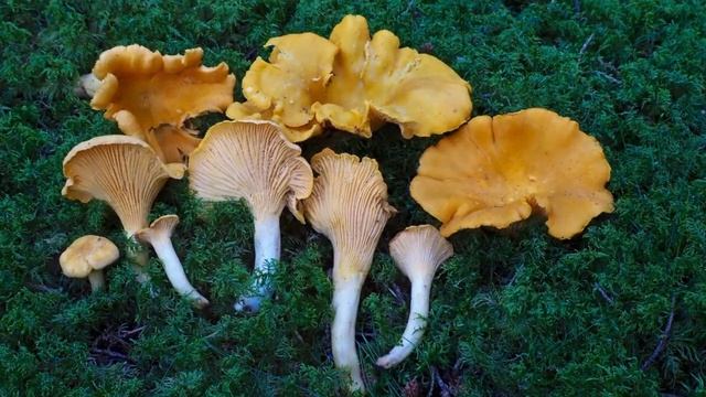 Cantharellus cibarius - kantarell смотреть онлайн