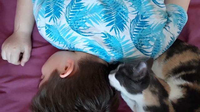 Кошка бешикташ лижет волосы своему хозяину.