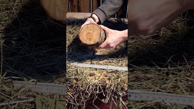 Olive wood -olea europaea- !VIDEO! - Turning wood, olive lumber, exotic wood, drehholz - S032 смотреть онлайн