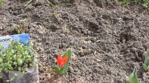 САМЫЙ ПРОСТОЙ СПОСОБ ВЫРАЩИВАНИЯ ЦИНЕРАРИИ БЕЗ  ПИКИРОВКИ ! СУПЕР РЕЗУЛЬТАТ !