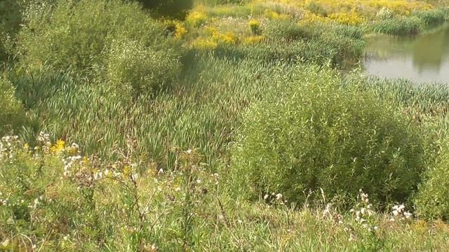 Пруд, вода, камыши, камыш, Щекино, Тульская область, пос. Временный