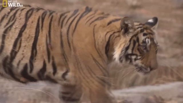 Интересные факты о тиграх смотреть онлайн