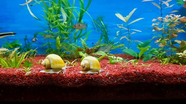 Улитки ампулярии. Обзор. Аквариум. Aquarium snails. смотреть онлайн