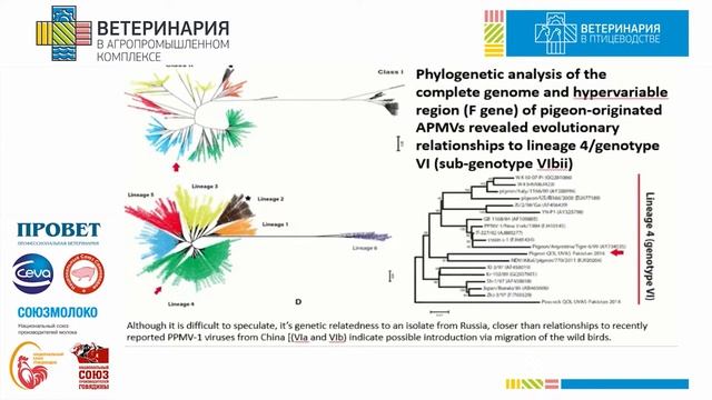 Мухаммад Зубайр. Генетическая и патобиологическая характеристика вируса болезни Ньюкасла... смотреть онлайн