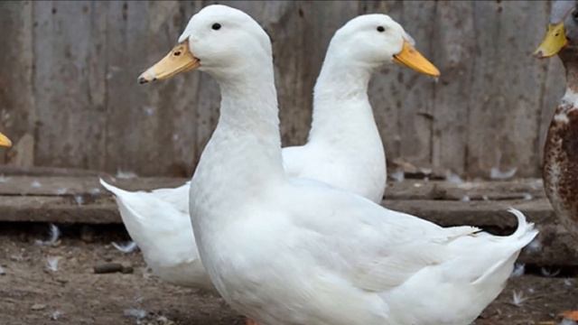 Разведение Уток Стар 53 как бизнес идея | Бройлерные утки породы Стар 53 | Утиная ферма смотреть онлайн