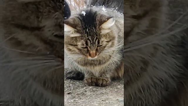 Tiger cat - a symbol of 2022 Тигровая кошка - символ 2022 года