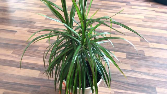 Драцена Маргината. Уход и содержание в домашних условиях смотреть онлайн