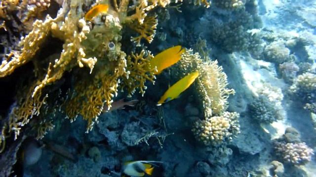 Красноморские кабубы и рыбы-бабочки в маске 2017 - часть 1 смотреть онлайн