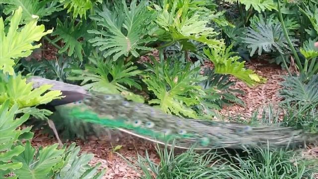 LOUISIANA DAY TRIP: Rip Van Winkle Gardens was the PERFECT CHOICE смотреть онлайн