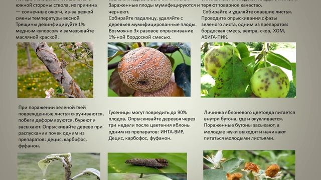 Борьба с насекомыми вредителями и заболеваниями садовых культур смотреть онлайн