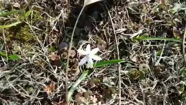 Первоцветы. П.И.Чайковский (Tchaikovsky)