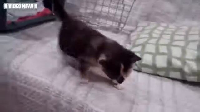 Смешные кошки и котята мяуканье