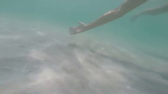 Кальмар под водой(GOPRO) смотреть онлайн