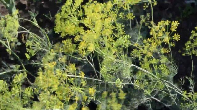 Пряные травы - укроп смотреть онлайн