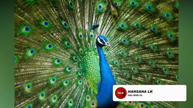 Top 10 Photoshop Camera Raw Filter Presets l Free Download l Hansana LK смотреть онлайн