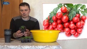 ВЫРАЩИВАНИЕ БАЛКОННЫХ ТОМАТОВ! ШАГ 2 .КАК ВЫРАСТИТЬ ПОМИДОРЫ НА ПОДОКОННИКЕ?