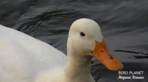 Белая утка кряква.