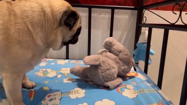 Мопс и слон?Борьба?Вечерние игры смотреть онлайн