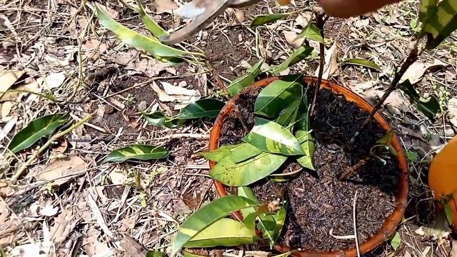 How to grow Sapodilla Tree from Cuttings, Growing Chiku / Sapodilla Plant Faster, Sapota Propagatio смотреть онлайн