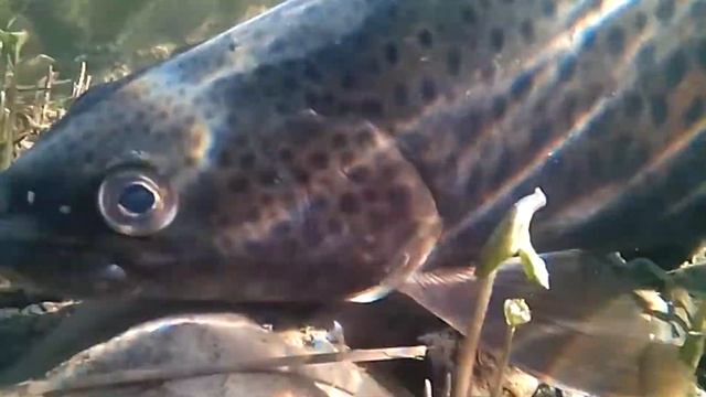 рыба ленок смотреть онлайн