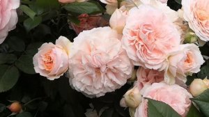 Роза "Чиппендейл" буйство цветов?? ( rose Chippendale)