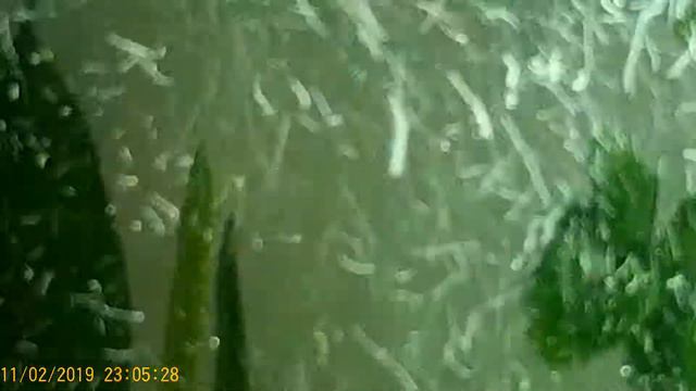 Маленькие аквариумные рыбки смотреть онлайн