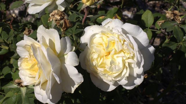 Роза Стокгольм - Питомник Роз Полины Козловой Rozarium.biz