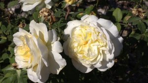 Роза Стокгольм - Питомник Роз Полины Козловой rozarium.biz