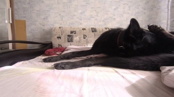 Собака лежит на кровати | собака лижет яйца