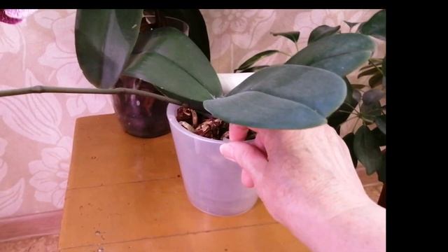 26.01.23г. Орхидея Пандора и Сезам ❤️ смотреть онлайн