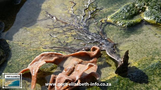 Port Elizabeth - Eastern Cape, South Africa