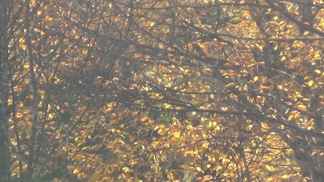 Осенние строки смотреть онлайн