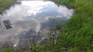 ПРУД НА УЧАСТКЕ. НЕПРОШЕННЫЕ ГОСТИ, КАК ЗАЩИТИТЬСЯ?