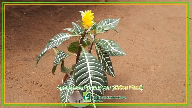 Aphelandra Squarrosa Zebra Plant in kadiyam смотреть онлайн