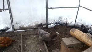 Зимовье кур в поликарбонатной теплице!