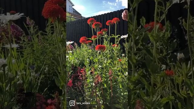 Den lækre knaldrøde staude Brændende kærlighed/Lychnis chalcedonica❤️ #perennials #blomster смотреть онлайн