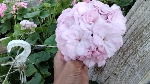 #132.Невероятное цветение Rococo! смотреть онлайн