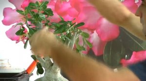 Адениум самый красивый.