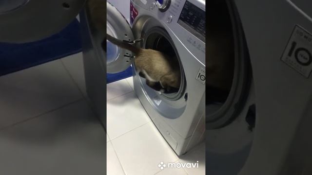 Любопытный сноу шу смотреть онлайн
