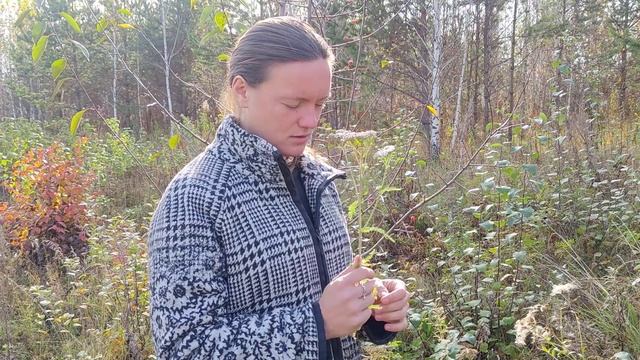 Полезные свойства тысячелистника, запрашиваю информацию напрямую у трав? смотреть онлайн