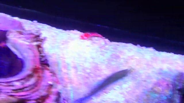 Tridacna maxima Ultra2 смотреть онлайн