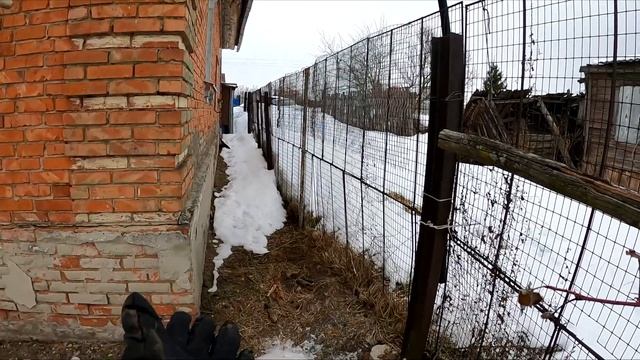 Наст ломает кусты. Посеяла перец. Цыплята Пушкинские, Доминанты, Ломан Браун. Куры занеслись. смотреть онлайн