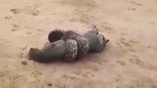 Jiboia mata Jaguarundi na argentina смотреть онлайн