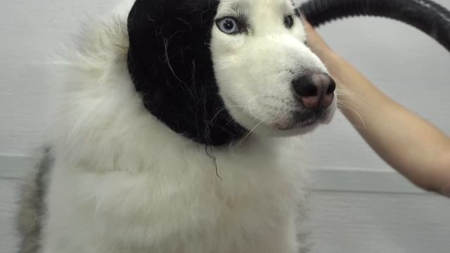 The Dr. Phil of dogs смотреть онлайн