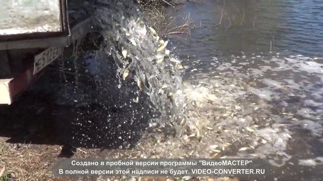Зарыбление сеголетки (малька) карпа и карася 29 апреля 2013г. смотреть онлайн