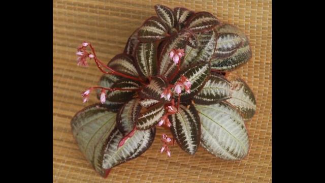 Редкое растение - Бертолония смотреть онлайн