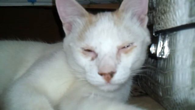 Коь смотреть онлайн
