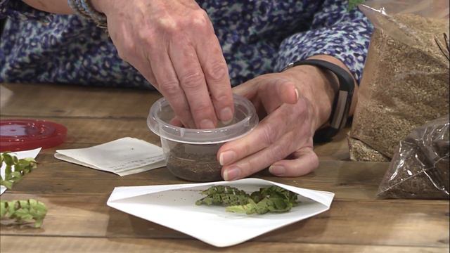 Propagating Ferns from Spores – Family Plot смотреть онлайн