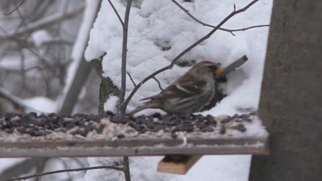 Покормите птиц зимой. смотреть онлайн